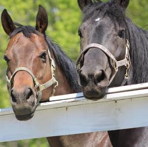 Meet your Posher, Marlene